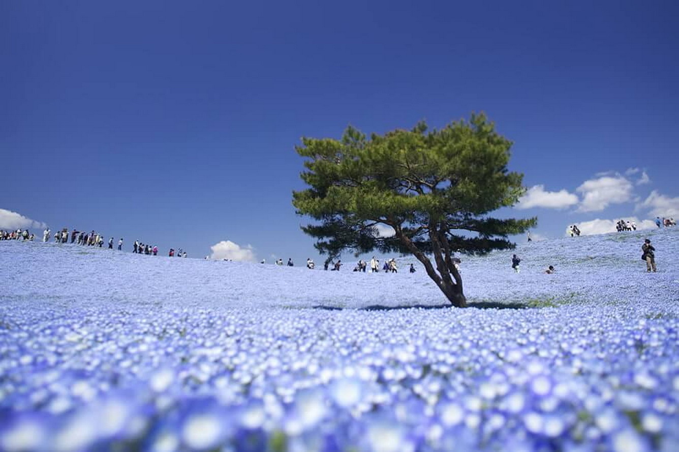 Công viên Hitachi - thiên đường hoa suốt bốn mùa